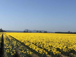 Daffodil Fields near Mount Vernon, Washington